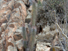 Echinopsis deserticola