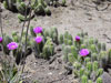 Echinocereus enneacanthus