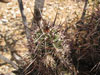 Echinocereus fasciculatus