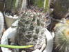 Echinopsis glaucina