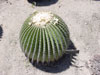 Echinocactus platyacanthus