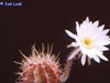 Echinopsis klingleriana