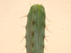 Echinopsis lageniformis