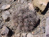 Echinocereus maritimus
