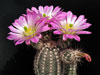 Echinocereus metornii