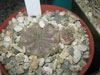 Echinopsis pampana