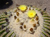 Echinocactus platyacanthus