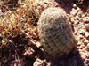 Echinocereus pseudopectinatus