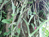 Epiphyllum rubrocoronatum