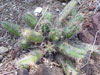 Echinocereus scheeri