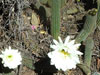 Echinopsis schickendantzii
