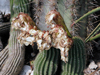 Echinopsis schickendantzii