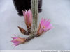 Echinocereus schmollii
