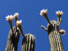Echinopsis terscheckii