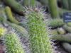 Echinopsis thelegona