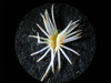Epithelantha unguispina