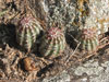 Echinocereus viridiflorus