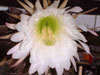 Echinopsis escayachensis