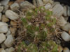Echinopsis yuquina