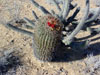 Ferocactus chrysacanthus