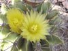 Ferocactus echidne