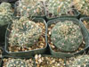 Gymnocalycium amerhauseri