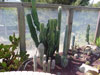 cactus growing outside