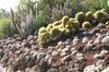 cacti huntington desert garden