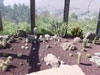 picture of cactus garden