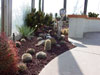 cacti cactus picture