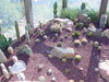 picture of growing cacti