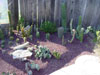 picture of cactus garden growing