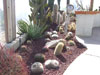san clemente cactus garden