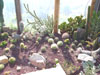 cactus california