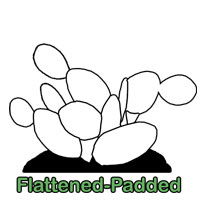 Flattened-Padded