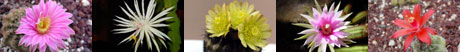 cactus pictures Custom Nomenclature Taxon Compare Page 