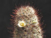 Mammillaria armillata