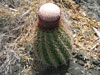 Melocactus broadwayi