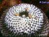 Mammillaria chionocephala