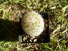 Mammillaria estebanensis