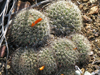 Mammillaria goodridgei