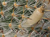 Mammillaria halbingeri