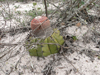 Melocactus paucispinus