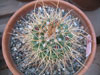 Mammillaria petterssonii
