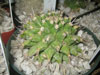 Mammillaria polyedra