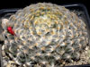 Mammillaria schiedeana