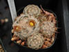 Mammillaria stella-de-tacubaya