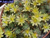 Mammillaria surculosa