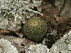 Mammillaria voburnensis