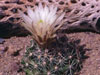 Mammillaria wrightii